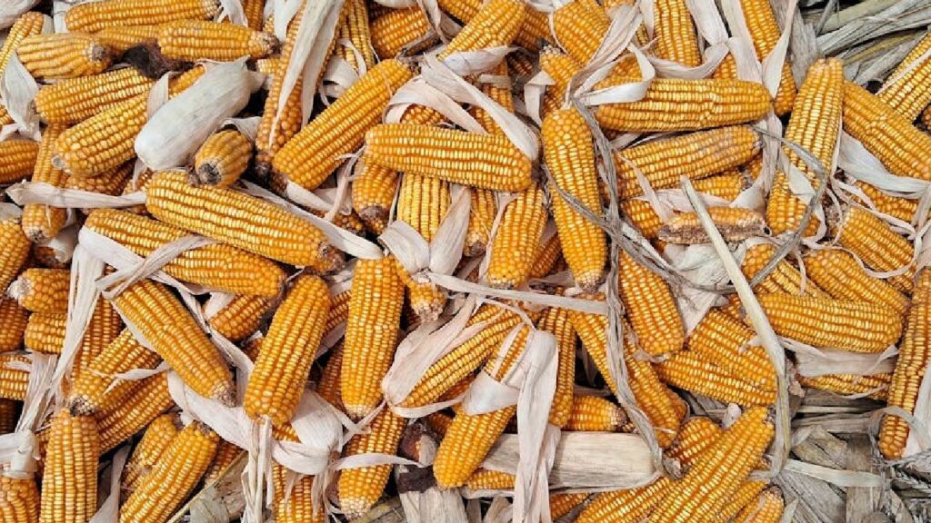Karnataka raises maize procurement limit