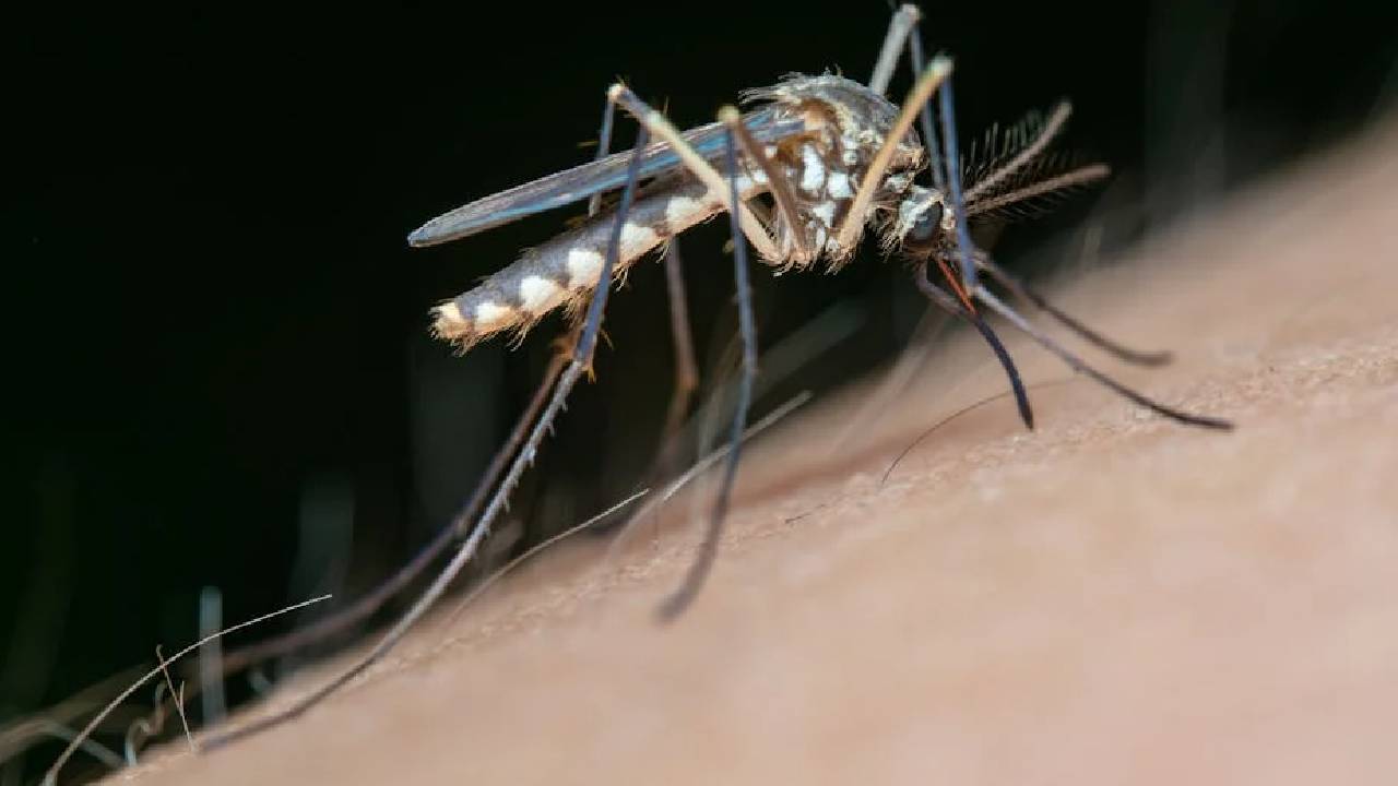 मच्छरों के प्राकृतिक दुश्मन हैं ये पौधे, घर को बनाएं सुरक्षित और खुशबूदार मच्छरों के प्राकृतिक दुश्मन हैं ये पौधे, घर को बनाएं सुरक्षित और खुशबूदार