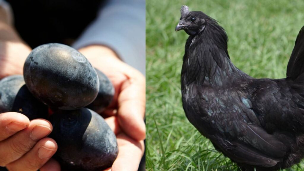 Ayam Cemani- world most expensive chicken