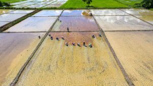 तेलंगाना में रबी फसलों की बुवाई शुरू, पर धान के रकबे में 15 फीसदी के इजाफे ने बढ़ाई चिंता