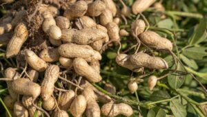 मूंगफली उत्पादन में 26 फीसदी की बढ़ोतरी की उम्मीद, 65 लाख टन के पार जा सकती है पैदावार.. MSP पर होगी खरीद