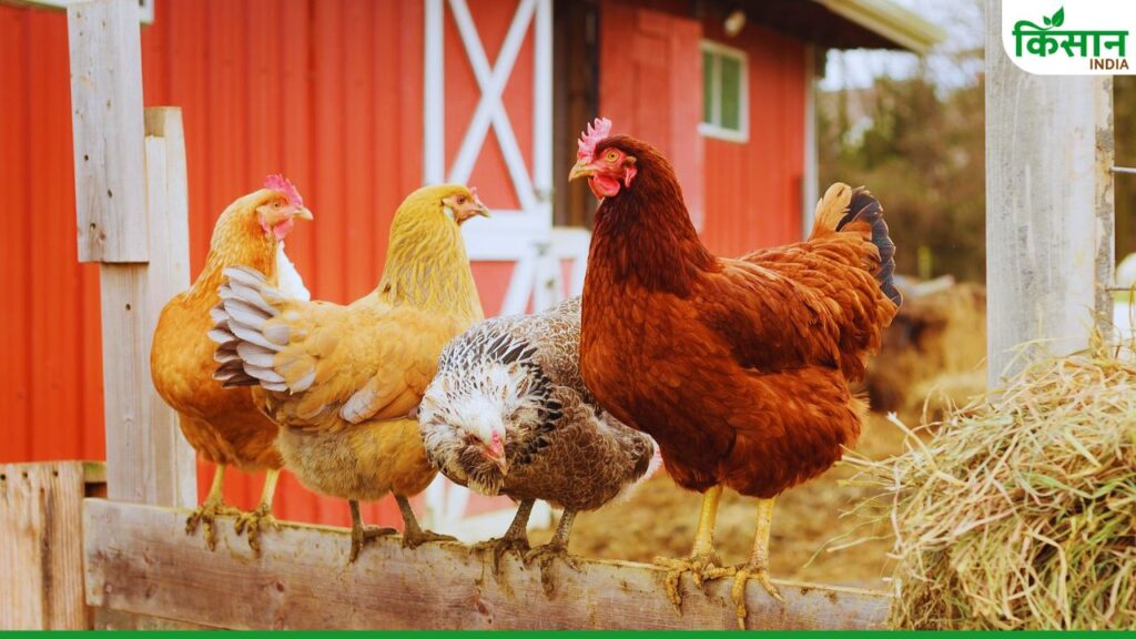 poultry farming