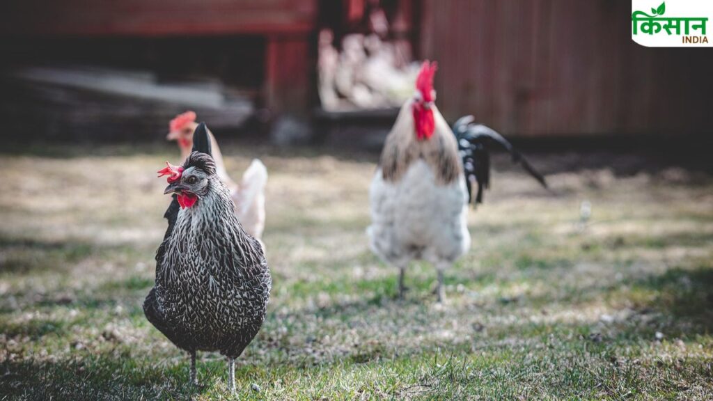 poultry farming tips