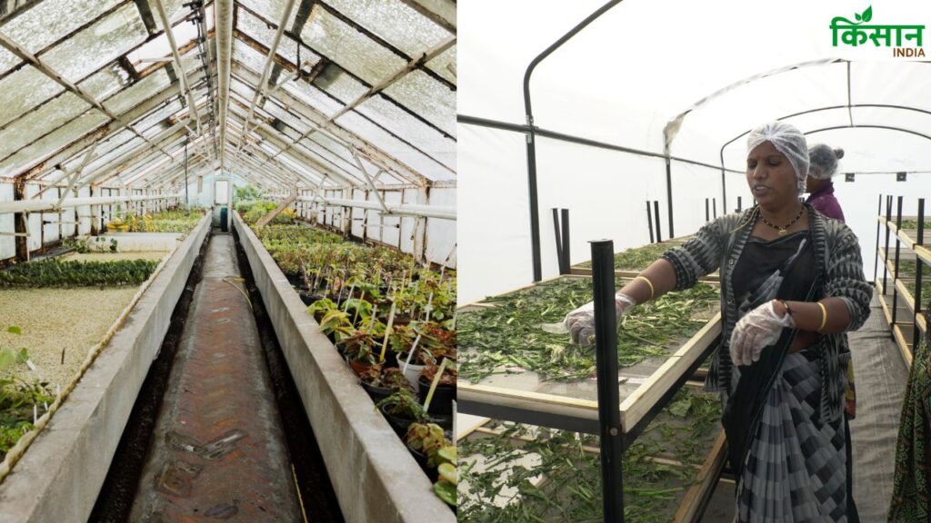 Solar dryer