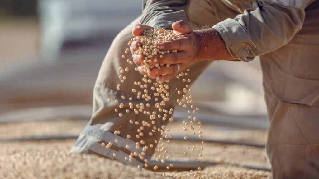 soybean production India 2025