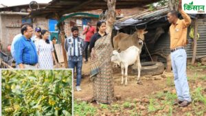 किसान ने 9 बीघा खेत में अरहर की नई वैराइटी बोई, खूबियों के चलते अधिकारी और किसान फसल देखने पहुंच रहे