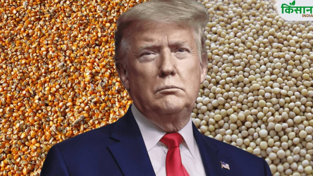 India May Rethink GM Crops Amid US Trade Talks: Farmers and Experts Divided