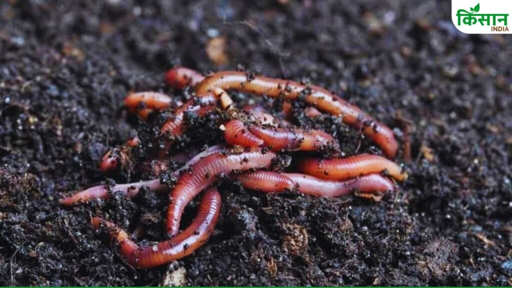 Vermicompost Farming: Start Earthworm Compost Business with Low Investment and Earn Lakhs Every Month