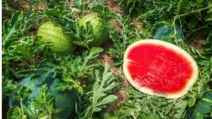 31 जनवरी से पहले तरबूज की इन किस्मों की करें बुवाई, अप्रैल से कमाई शुरू.. 5 किलो का होगा फल 31 जनवरी से पहले तरबूज की इन किस्मों की करें बुवाई, अप्रैल से कमाई शुरू.. 5 किलो का होगा फल