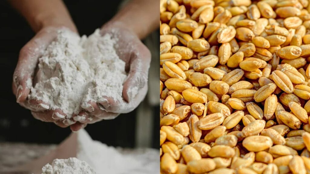 World's Largest Wheat Producers 2025: India Not at the Top, See Which Country Leads