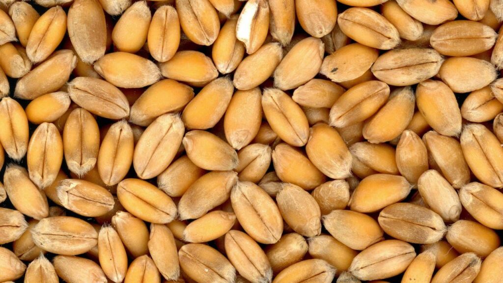 wheat procurement
