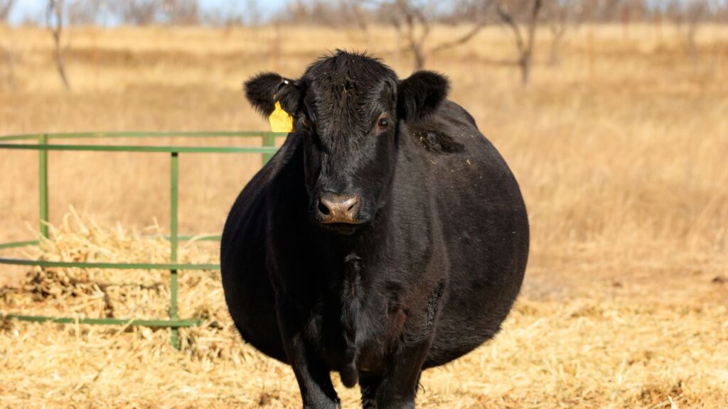 गर्भवती गाय-भैंस को सामान्य पशुओं की तुलना में ज्यादा पोषण की आवश्यकता होती है, ताकि मां और बछड़े दोनों का स्वास्थ्य सुरक्षित रहे. गर्भवती गाय-भैंस को सामान्य पशुओं की तुलना में ज्यादा पोषण की आवश्यकता होती है, ताकि मां और बछड़े दोनों का स्वास्थ्य सुरक्षित रहे.