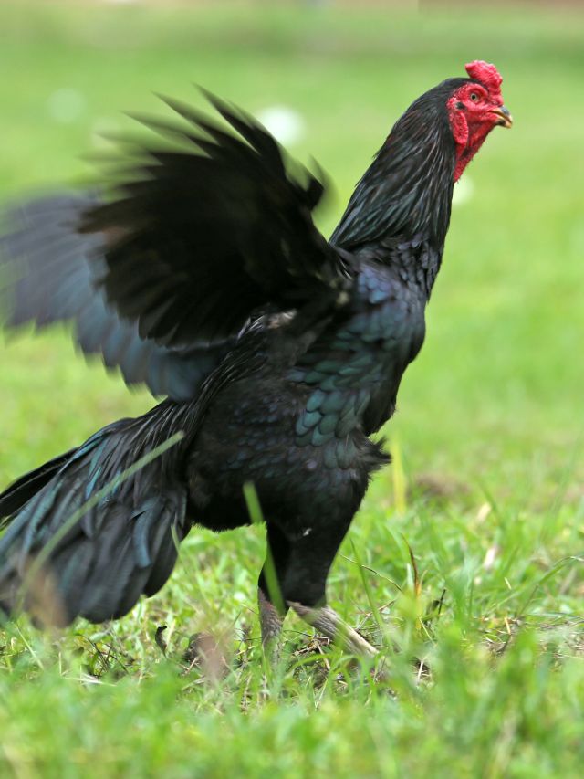 एक अंडा 100 रुपये का… किसानों के लिए गेमचेंजर है ये मुर्गी!