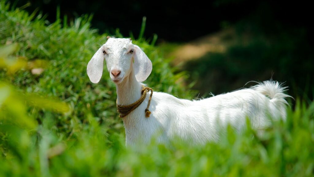 स्वस्थ बकरियों के लिए रोजाना 6 से 7 घंटे चरना जरूरी होता है, जिससे उन्हें पर्याप्त हरी घास और पोषण मिल सके और वे स्वस्थ तथा सक्रिय रह सकें. इससे उनकी रोग प्रतिरोधक क्षमता भी बढ़ती है.