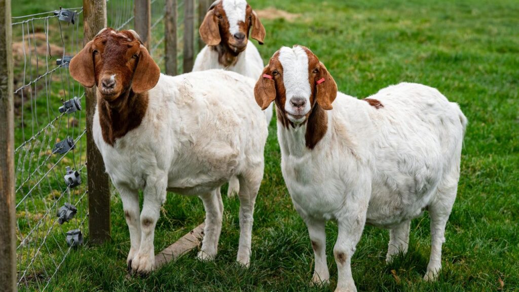 CIRG के विशेषज्ञों के अनुसार, 1 लीटर बकरी के दूध से लगभग 150 ग्राम पाउडर तैयार होता है. यह पाउडर अधिक समय तक खराब नहीं होता और आसानी से बाजार में बेचा जा सकता है.