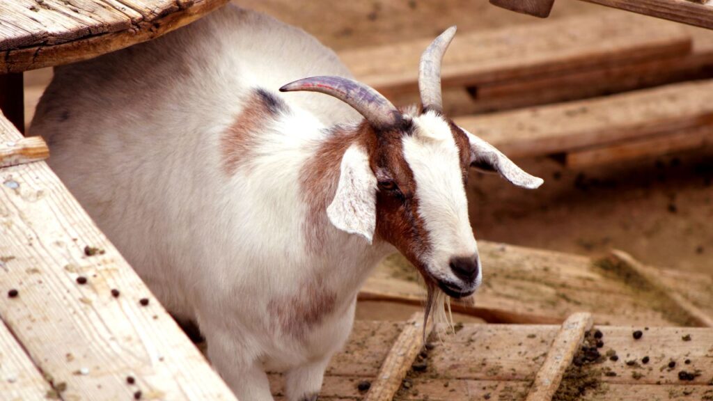 गर्भवती बकरियों को उनके अंतिम दो हफ्तों में ज्यादा थकाने से बचाना चाहिए, इसलिए इस दौरान उन्हें चरने के लिए बाहर न ले जाएं ताकि वे सुरक्षित प्रसव कर सकें.