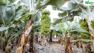 वज्रपात से भेड़-बकरियों की मौत.. अंगूर, अनार, केला की फसल बर्बाद.. नुकसान का होगा आकलन