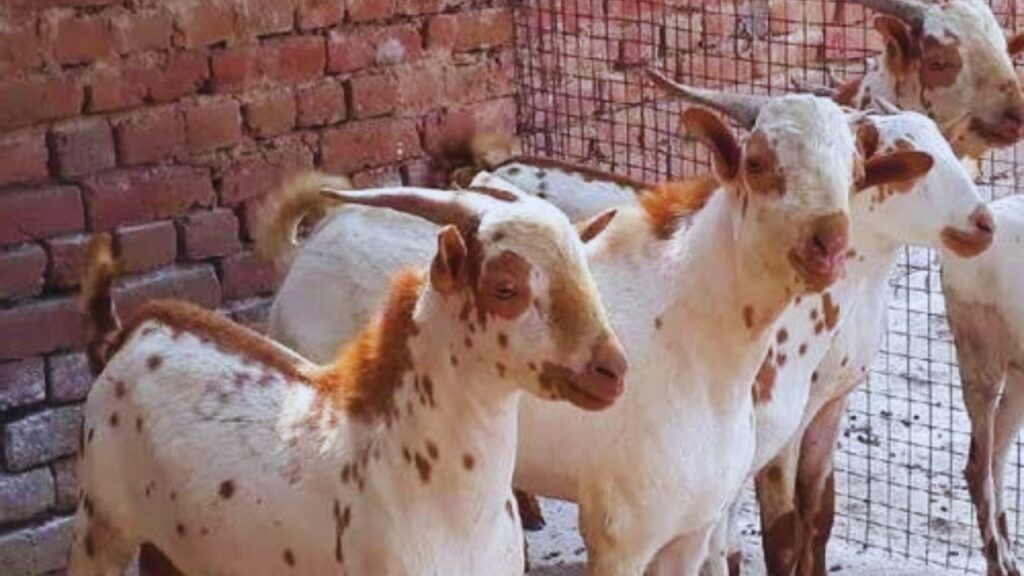 बर्बरी नस्ल की बकरी का मांस महंगा बिकता है और दूध भी अच्छी मात्रा में मिलती है, जिससे बाजार में इसकी मांग हमेशा बनी रहती है.