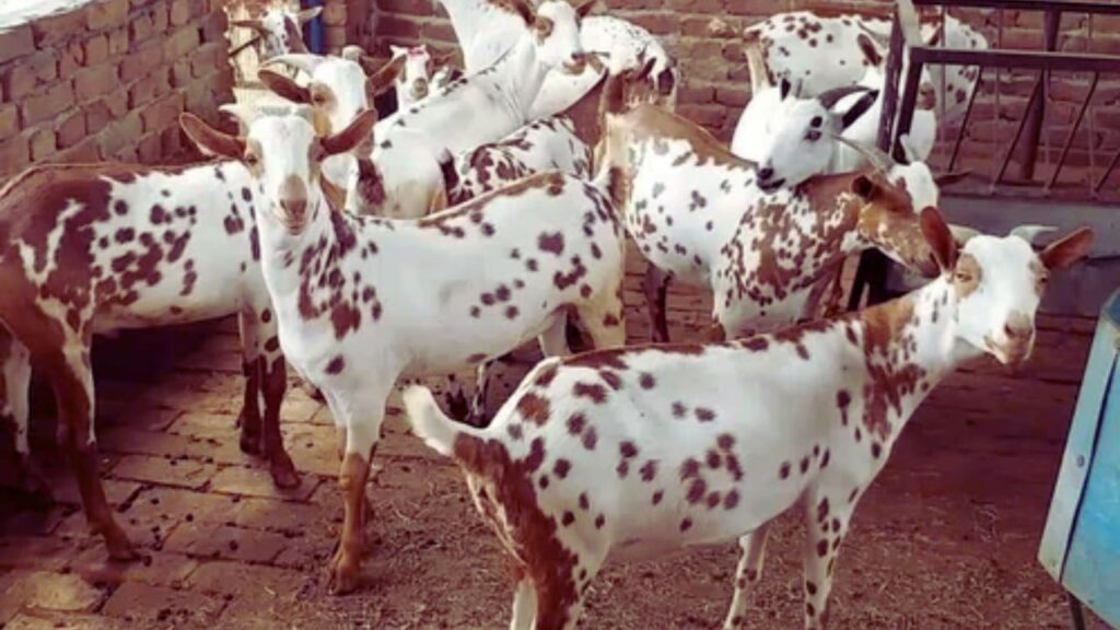 बर्बरी बकरियां गर्मी या ठंड, दोनों मौसम में आसानी से जीवित रहती हैं, जिससे सालभर पालन संभव है और नुकसान कम होता है.