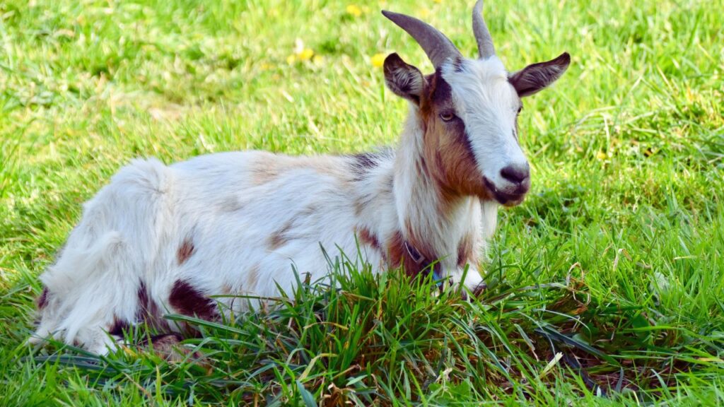 बर्बरी नस्ल की बकरी जल्दी प्रजनन करती है. मादा बकरी एक बार में 2–3 बच्चों को जन्म देती है, जिससे पशुपालकों की आय तेजी से बढ़ सकती है.