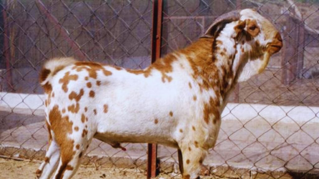 बर्बरी बकरियों को खुले मैदान में चराया जा सकता है या स्टॉल फीडिंग के माध्यम से भी पाला जा सकता है, इसलिए जमीन कम होने पर भी पालन किया जा सकता है.