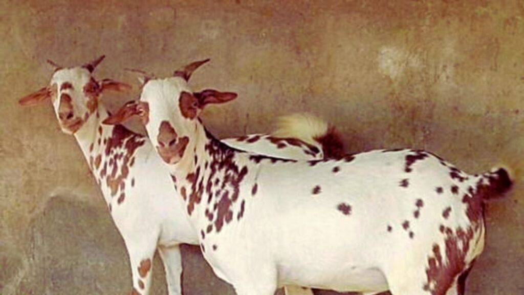 देखभाल में आसान होने की वजह से महिलाएं घर पर ही बकरी पालन कर सकती हैं और सरकारी योजनाओं का लाभ लेकर अपनी आमदनी बढ़ा सकती हैं.