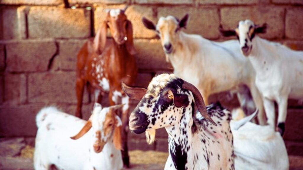 जिले के पशुपालन विभाग से प्रशिक्षण, मार्गदर्शन, सब्सिडी, मुफ्त टीकाकरण और बाड़ा निर्माण जैसी सुविधाएं मिलती हैं, जिससे व्यवसाय कम लागत में अधिक लाभकारी बनता है.