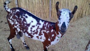 छोटे से निवेश में बड़ा मुनाफा, बर्बरी बकरी से पाएं हर महीने मोटी कमाई