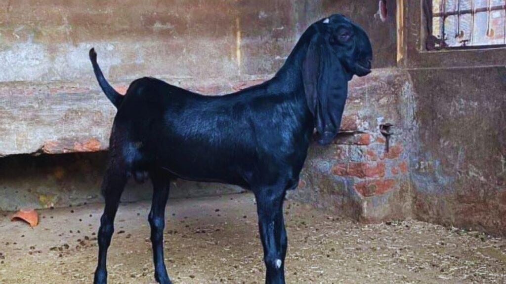 बीटल नस्ल: यह नस्ल देश में सबसे ज़्यादा पाली जाती है. बीटल बकरियां तेज़ी से बढ़ती हैं, अच्छे दूध देती हैं और मांस की क्वालिटी भी बेहतरीन होती है. इसलिए किसानों के लिए यह सबसे भरोसेमंद विकल्प मानी जाती है.
