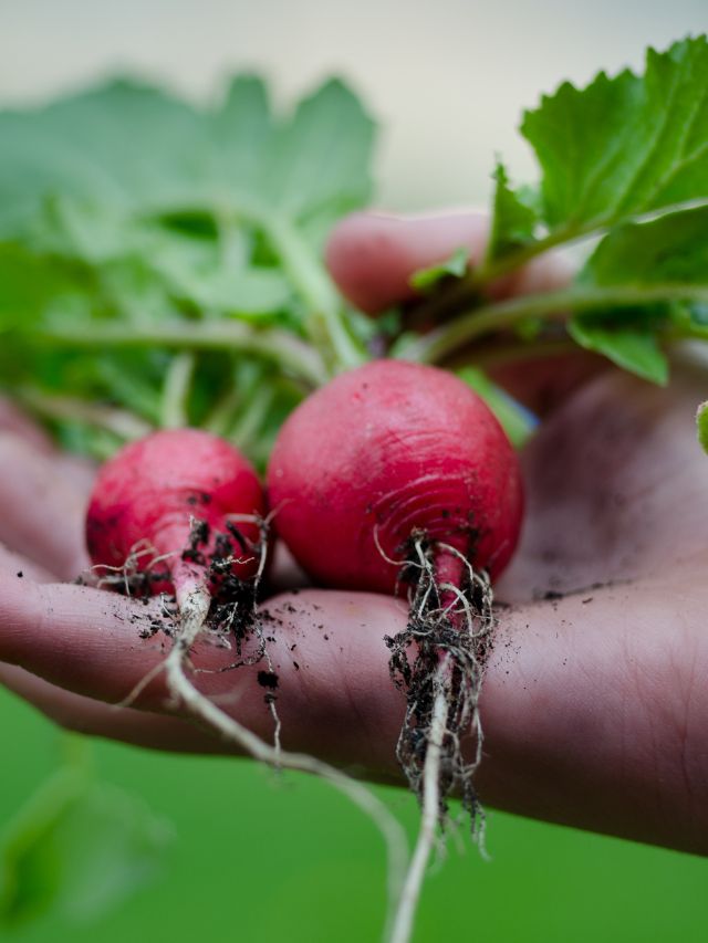 गमले में उगाएं चुकंदर, ताजगी और सेहत दोनों मिलेगी घर पर!