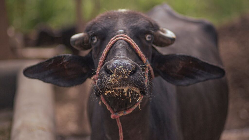 सुरती भैंस हर ब्यांत में लगभग 1300 लीटर तक दूध देती है. इसका उत्पादन स्थिर और भरोसेमंद होता है, जो डेयरी व्यवसाय को बेहतर रिटर्न देने में मदद करता है.