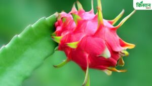 बिहार के 23 जिलों में होगी ड्रैगन फ्रूट की खेती, सरकार किसानों को दे रही सब्सिडी