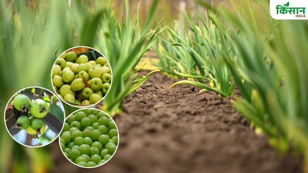 Bihar Horticulture