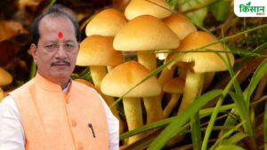 मशरूम उत्पादन से बिहार में बढ़ेंगे स्वरोजगार के अवसर, खेती पर 90 फीसदी सब्सिडी देगी सरकार