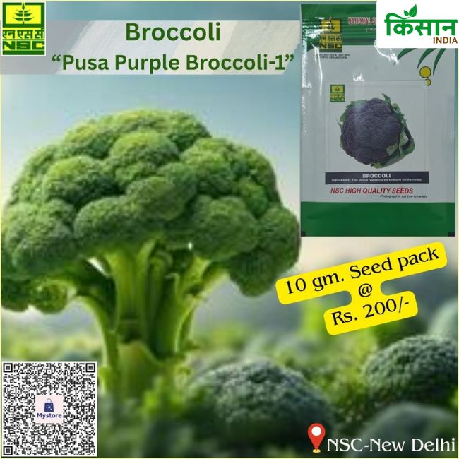 National Seed Corporation