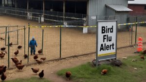 एक मुर्गी फार्म से 30 पोल्ट्री फार्म तक पहुंचा बर्ड फ्लू, 35 हजार मुर्गियों की मौत के बाद अलर्ट जारी