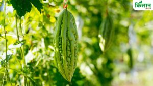 गर्मी बढ़ते ही करेला फसल पर कीटों का हमला, समय रहते अपनाएं ये बचाव उपाय