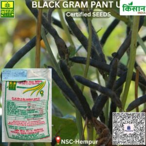 Pant Urad-9