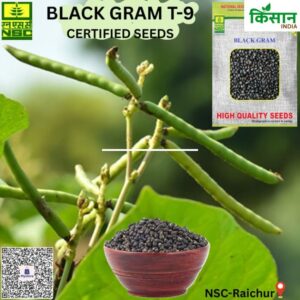 Black Gram Farming