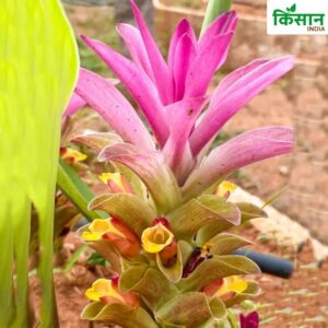 Black Turmeric Farming
