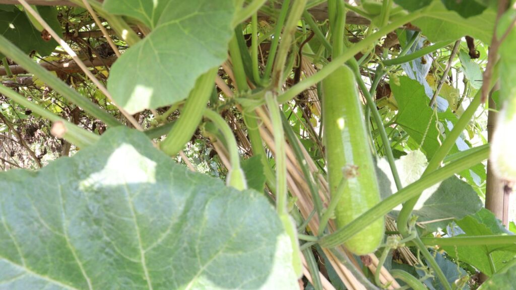 बीज को 12-24 घंटे पानी में भिगोकर रखें और अंकुरित होने तक इसे तेज धूप से बचाएं. इसके बाद इसे अच्छी धूप में रखें ताकि पौधा मजबूत और स्वस्थ बढ़ सके.