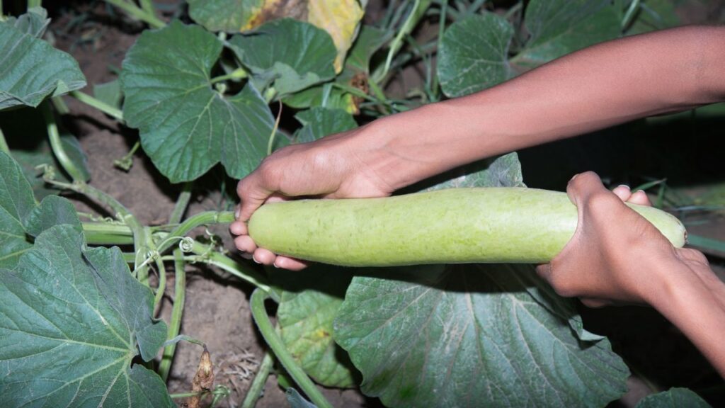 पौधे को समय-समय पर पानी दें, लेकिन मिट्टी पूरी तरह सूखी होने पर ही. साथ ही जैविक खाद डालते रहें, जिससे पौधा स्वस्थ और फलों से भरपूर रहेगा.