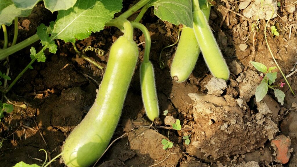 घर में लौकी उगाने के लिए 14-15 इंच का बड़ा गमला लें. गमले में 50% सामान्य मिट्टी और 50% गाय के गोबर की खाद मिलाएं. थोड़ी रेत मिलाकर मिट्टी को भुरभुरा बनाएं, ताकि पौधा आसानी से बढ़ सके.