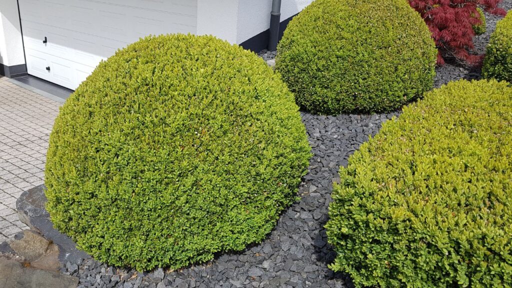 Boxwood Buxus (बॉक्सवुड बक्सस): यह झाड़ीदार पौधा किसी भी वातावरण में आसानी से एडजस्ट हो जाता है. नया बोनसाई प्रेमी भी इसे काट-छांट कर मनचाहा आकार दे सकता है.
Boxwood Buxus (बॉक्सवुड बक्सस): यह झाड़ीदार पौधा किसी भी वातावरण में आसानी से एडजस्ट हो जाता है. नया बोनसाई प्रेमी भी इसे काट-छांट कर मनचाहा आकार दे सकता है.