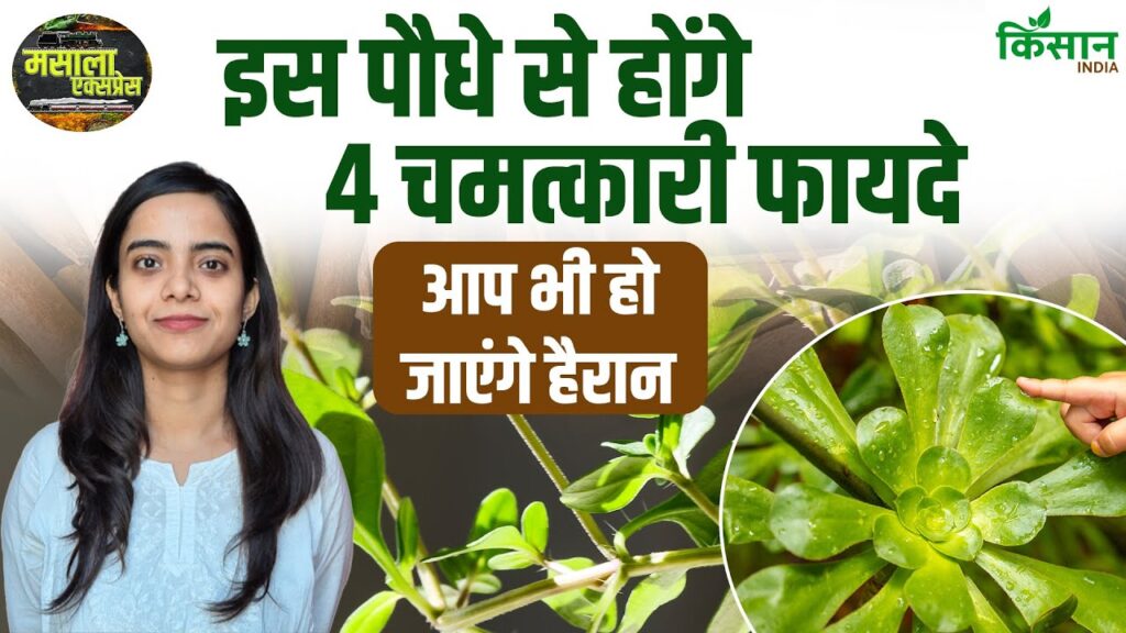 Bryophyllum Plant Benefits