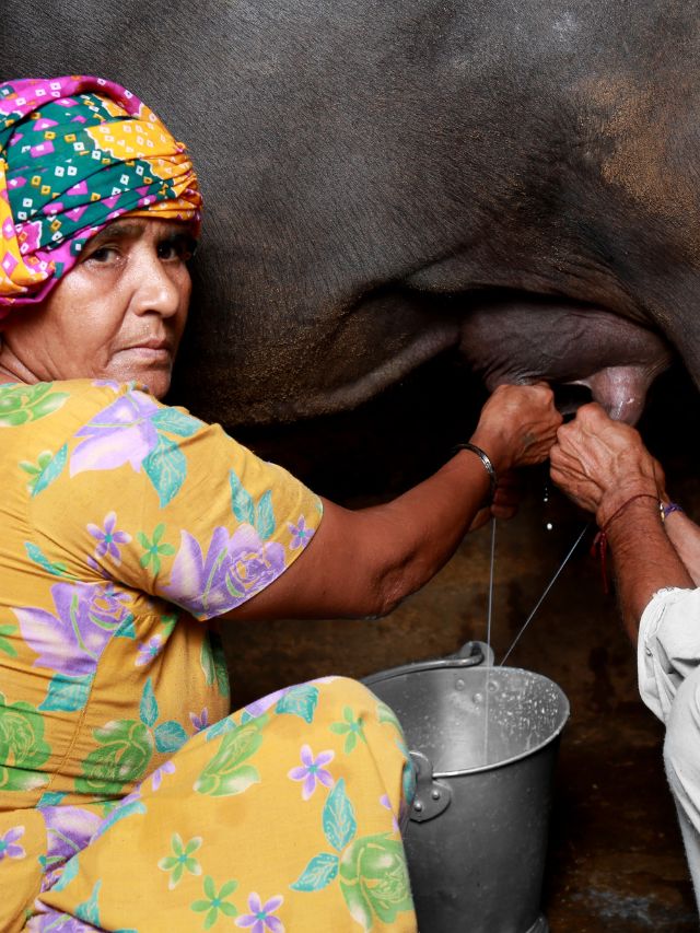 डेयरी फार्म की जान है भैंस की ये 2 नस्ल, जानें