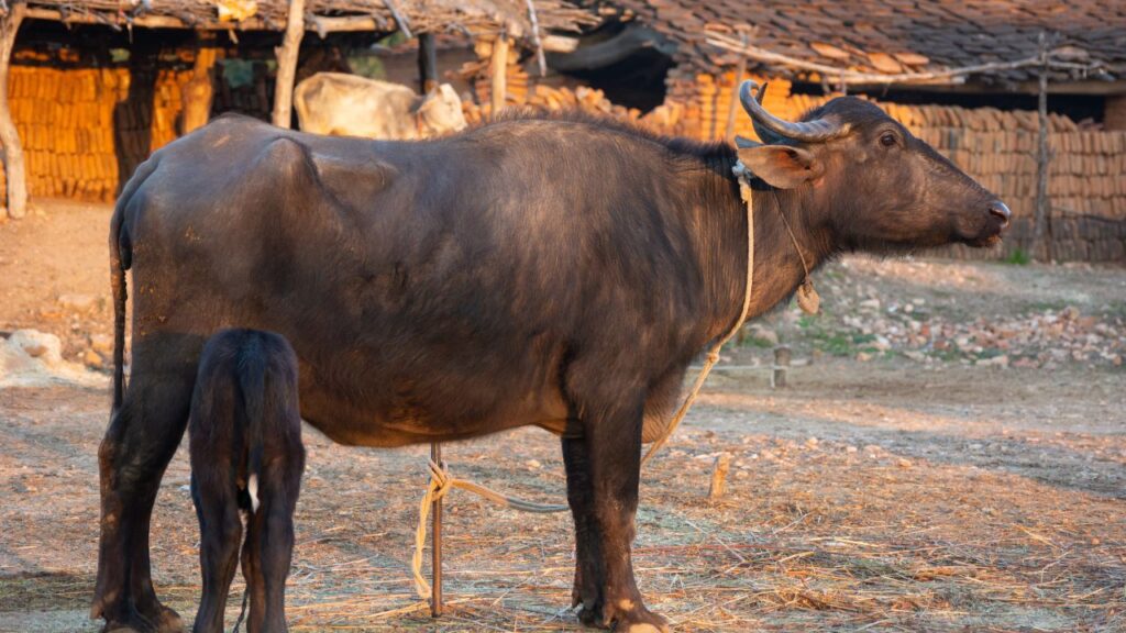 सुरती भैंस हर तरह के मौसम में आसानी से ढल जाती है. चाहे गर्मी हो, सर्दी या बरसात, यह नस्ल स्वास्थ्य और दूध उत्पादन बनाए रखती है, जिससे फार्मर को किसी मौसम पर निर्भर नहीं रहना पड़ता.
