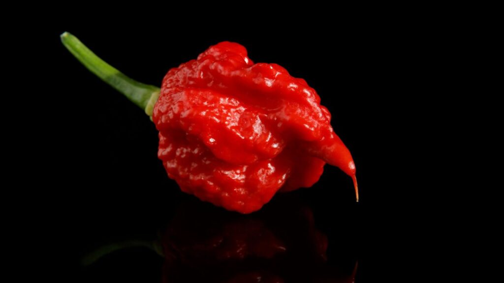 सुपर-तीखी मिर्चों का सेवन स्वास्थ्य पर सकारात्मक और नकारात्मक दोनों प्रभाव डाल सकता है. हल्की मात्रा में यह मेटाबॉलिज़्म बढ़ाती है और स्वाद में तीखापन जोड़ती है, लेकिन अधिक मात्रा में जलन, पाचन समस्याएं और त्वचा या आंखों में जलन जैसी समस्याएं पैदा कर सकती हैं. सुपर-तीखी मिर्चों का सेवन स्वास्थ्य पर सकारात्मक और नकारात्मक दोनों प्रभाव डाल सकता है. हल्की मात्रा में यह मेटाबॉलिज़्म बढ़ाती है और स्वाद में तीखापन जोड़ती है, लेकिन अधिक मात्रा में जलन, पाचन समस्याएं और त्वचा या आंखों में जलन जैसी समस्याएं पैदा कर सकती हैं.