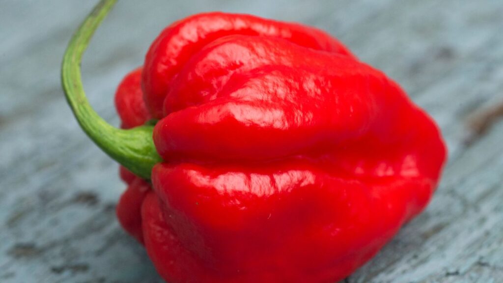 कैरोलीना रीपर अमेरिका की एक ऐसी मिर्च है, जिसे दुनिया की सबसे तीखी मिर्च माना जाता है. 2012 में दक्षिणी कैरोलीना की विनथ्रॉप यूनिवर्सिटी द्वारा इसके तीखेपन की जांच की गई, जिसमें इसे 15,69,300 स्कोवील हीट यूनिट (SHU) दर्ज किया गया. कैरोलीना रीपर अमेरिका की एक ऐसी मिर्च है, जिसे दुनिया की सबसे तीखी मिर्च माना जाता है. 2012 में दक्षिणी कैरोलीना की विनथ्रॉप यूनिवर्सिटी द्वारा इसके तीखेपन की जांच की गई, जिसमें इसे 15,69,300 स्कोवील हीट यूनिट (SHU) दर्ज किया गया.