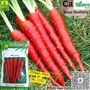 Carrot Pusa Rudhira